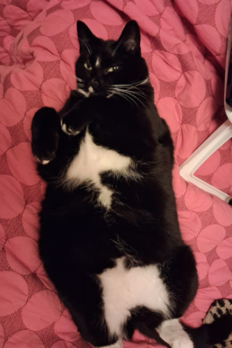 Forest scene in which the winter sun creates a portal scene